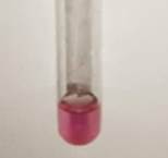A close-up of a test tube

Description automatically generated