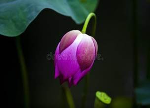 192 Half Lotus Flower Background Stock Photos - Free & Royalty-Free Stock  Photos from Dreamstime