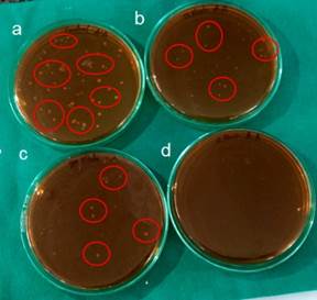 A group of petri dishes with brown liquid

Description automatically generated