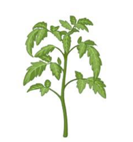 A green plant with leaves

Description automatically generated