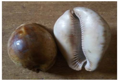 A picture containing invertebrate, cowrie, mollusk, different

Description automatically generated