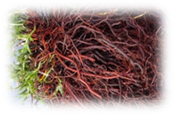 Red thick roots of a madder crown